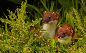 Erminesin Summer Foliage Wallpaper