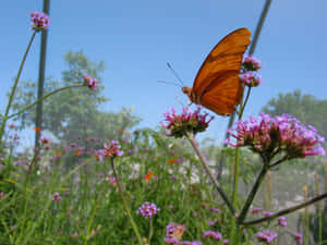 Escape To A Butterfly-filled Paradise At Butterfly Zoo Wallpaper