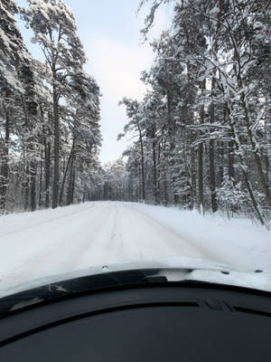 Estonia Harku Forest Trail Wallpaper