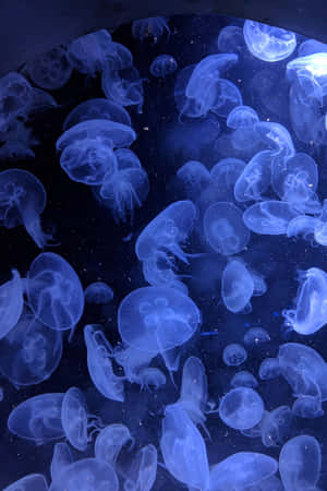 Ethereal_ Blue_ Jellyfish_ Swarm.jpg Wallpaper