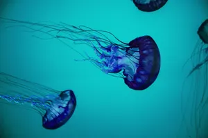 Ethereal Blue Jellyfish Underwater Wallpaper