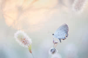 Ethereal Butterflyon Flower Wallpaper