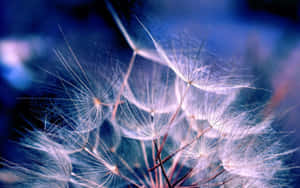 Ethereal Dandelion Seeds Wallpaper