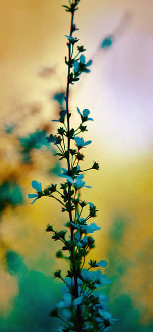 Ethereal Flower Stem Sunset Glow Wallpaper