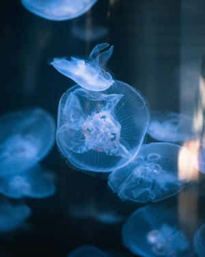 Ethereal_ Jellyfish_ Glow Wallpaper