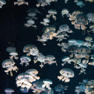 Ethereal_ Jellyfish_ Swarm.jpg Wallpaper