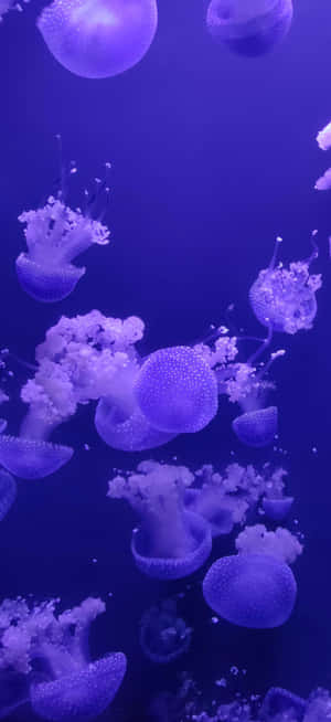 Ethereal_ Jellyfish_ Underwater_ Ballet.jpg Wallpaper