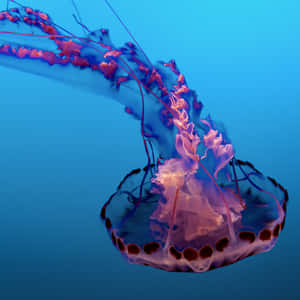 Ethereal Jellyfish Underwater Grace.jpg Wallpaper