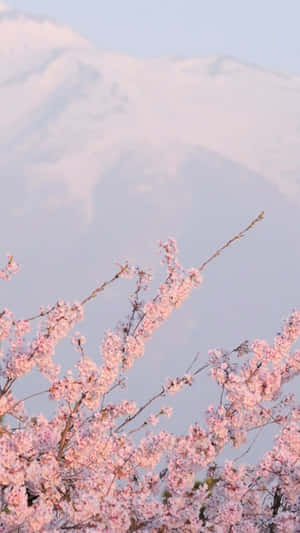 Ethereal Mountain Cherry Blossoms Wallpaper