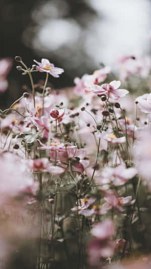 Ethereal Preppy Flower Meadow Wallpaper