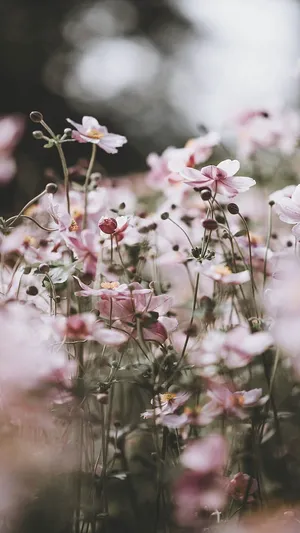 Ethereal Preppy Flower Meadow Wallpaper