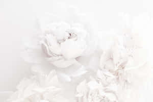 Ethereal_ White_ Peonies_ Background Wallpaper