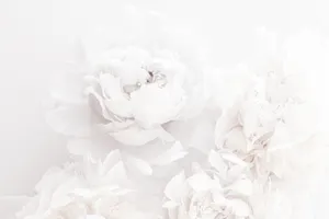 Ethereal_ White_ Peonies_ Background Wallpaper
