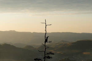 Ethiopia Mountains Tree Bird Silhouette Wallpaper