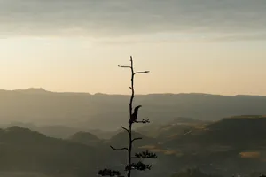 Ethiopia Mountains Tree Bird Silhouette Wallpaper