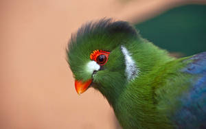 Ethiopia Turaco Bird Macro Wallpaper