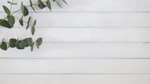 Eucalyptuson White Wooden Background Wallpaper