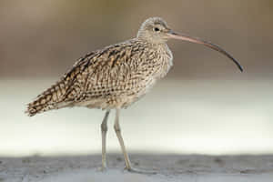 Eurasian Curlew Standing Wallpaper