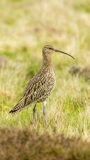 Eurasian Curlewin Grassland Wallpaper