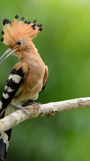 Eurasian_ Hoopoe_ Perched_on_ Branch_4 K Wallpaper