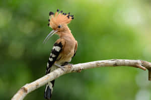 Eurasian Hoopoe Perchedon Branch Wallpaper