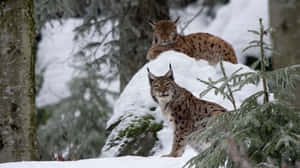 Eurasian Lynx Family 4k Monitor Wallpaper