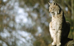 Eurasian Lynx On Rock Wallpaper