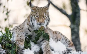 Eurasian Lynxin Snow Wallpaper