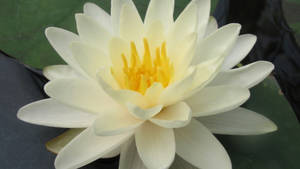 Eurasian Water Lily Wallpaper