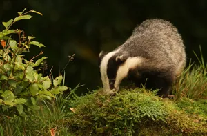 European Badgerin Natural Habitat.jpg Wallpaper