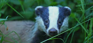 European Badgerin Nature.jpg Wallpaper