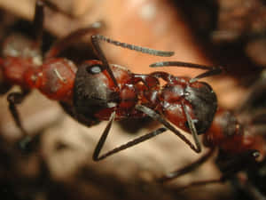 European Fire Ant Close Up Wallpaper