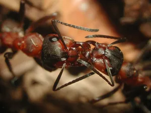 European Fire Ant Close Up Wallpaper