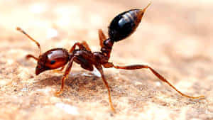 European Fire Ant_ Closeup.jpg Wallpaper