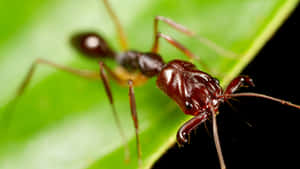 European Fire Ant Macro Photography Wallpaper