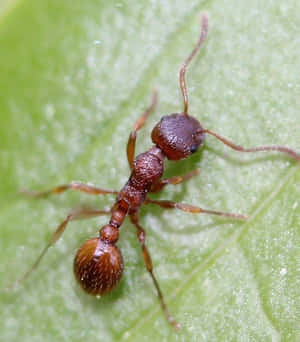 European Fire Anton Leaf Wallpaper