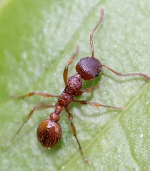 European Fire Anton Leaf Wallpaper