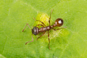 European Fire Anton Leaf Wallpaper