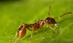 European Fire Anton Leaf Wallpaper