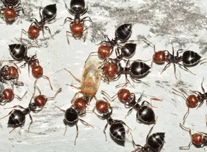 European Fire Ants Feeding Wallpaper