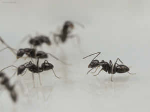 European Fire Ants Gathering Wallpaper