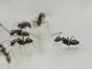 European Fire Ants Gathering Wallpaper