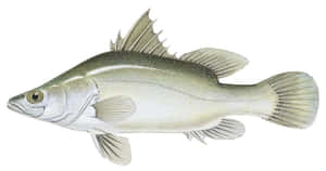 European Perch Illustration Wallpaper