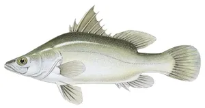 European Perch Illustration Wallpaper