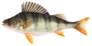 European Perch Isolated White Background.jpg Wallpaper