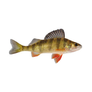 European Perch Isolatedon White Background Wallpaper