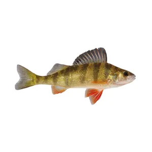 European Perch Isolatedon White Background Wallpaper