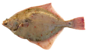 European Plaice Fish Isolated Wallpaper