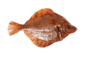 European Plaice Flatfish Isolated White Background Wallpaper