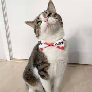 European Shorthair Cat Sitting In Sunny Spot Wallpaper